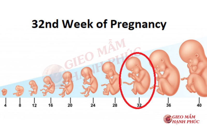 mang thai 32 tuần là mấy tháng